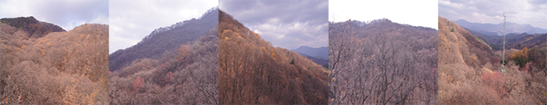 침엽수종 광흡수 특성